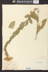 Solidago radula image