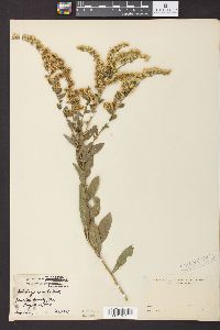 Solidago radula image