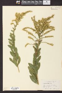 Solidago radula image