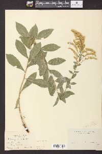 Solidago radula image