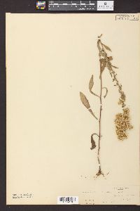 Solidago radula image