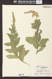 Solidago radula var. laeta image