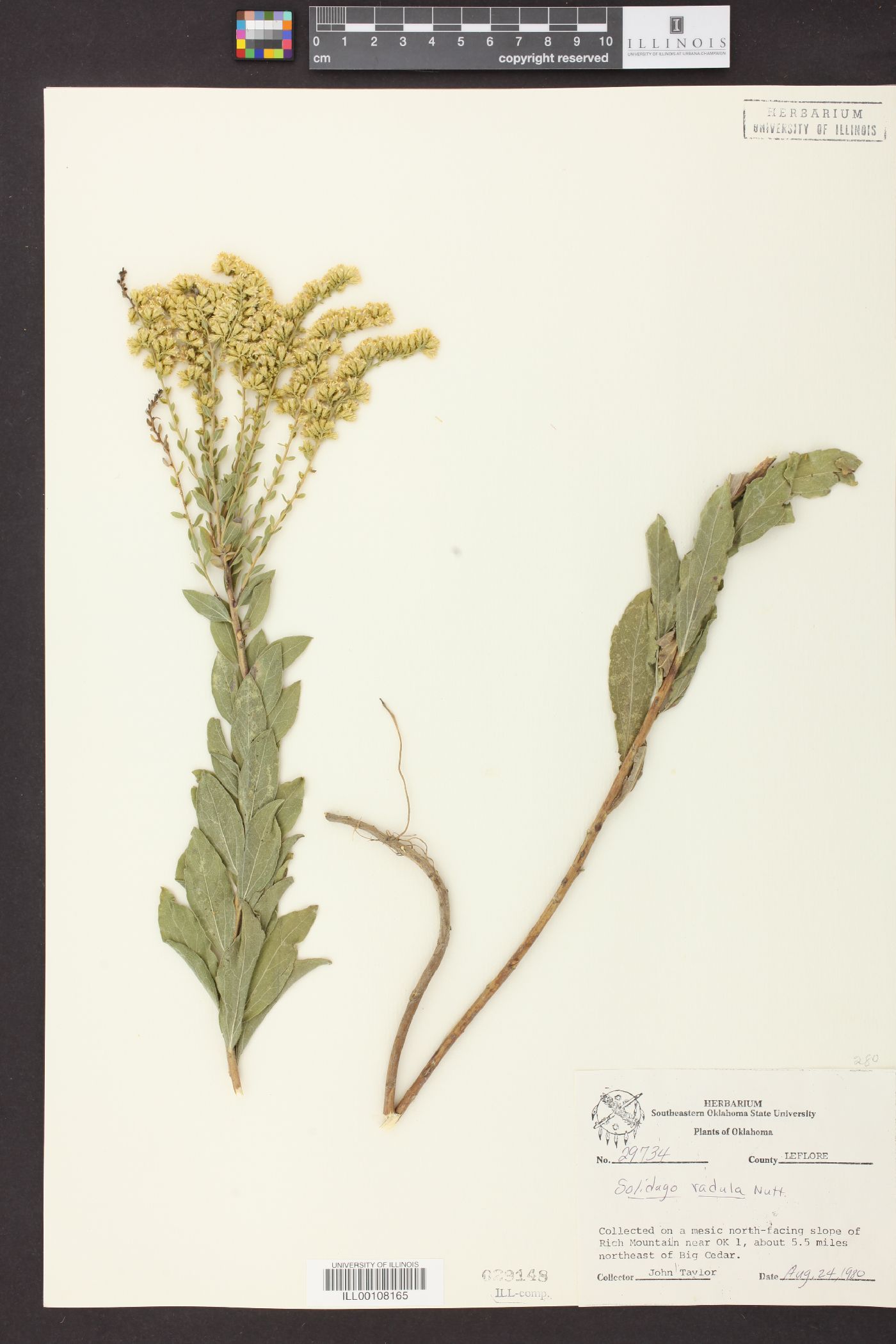 Solidago radula image