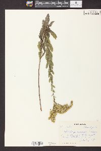 Solidago radula image