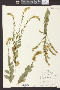 Solidago radula image