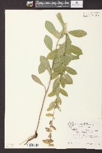 Solidago radula image