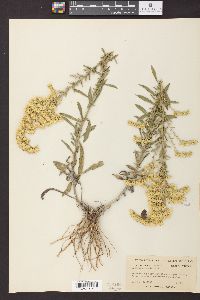 Solidago radula image