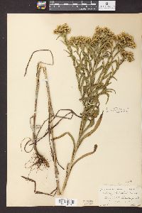 Solidago riddellii image