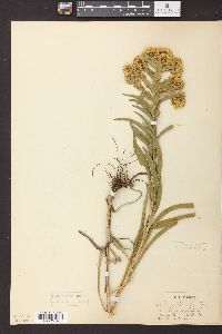 Solidago riddellii image