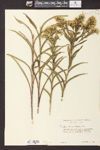 Solidago riddellii image