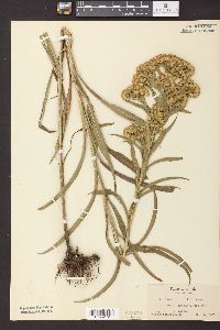 Solidago riddellii image