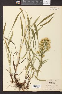 Solidago riddellii image