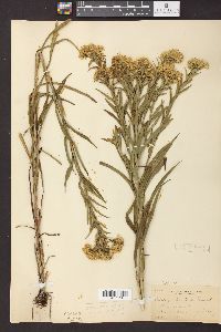 Solidago riddellii image