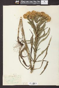 Solidago riddellii image