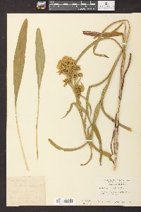 Solidago riddellii image