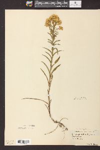 Solidago riddellii image