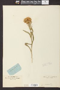 Solidago riddellii image