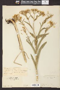 Solidago riddellii image