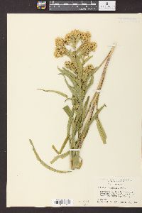 Solidago riddellii image