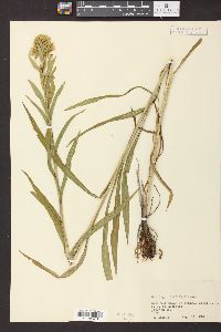 Solidago riddellii image