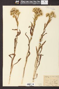 Solidago riddellii image