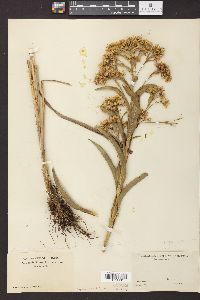 Solidago riddellii image