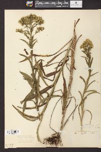 Solidago riddellii image