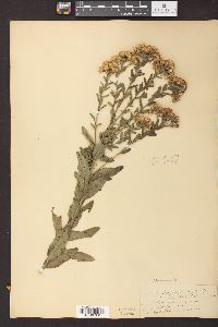 Solidago rigida image