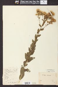 Solidago rigida image