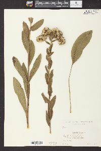 Solidago rigida image