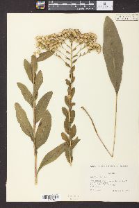 Solidago rigida image