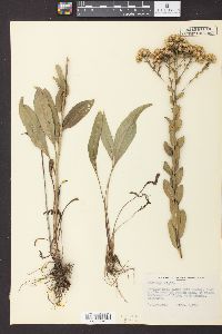 Solidago rigida image