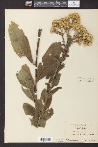 Solidago rigida image