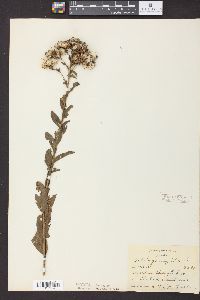 Solidago rigida image