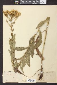 Solidago rigida image