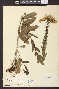 Solidago rigida image