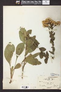 Solidago rigida image