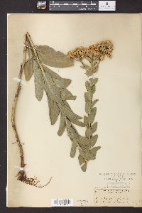 Solidago rigida image