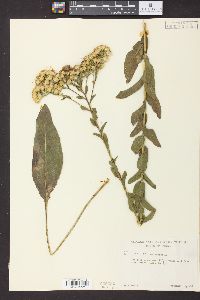 Solidago rigida image