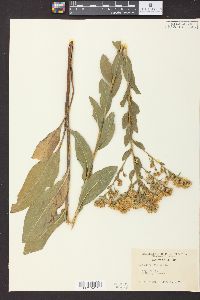 Solidago rigida image