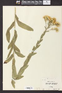 Solidago rigida image