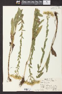 Solidago rigida image