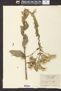 Solidago rigida image