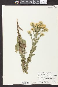 Solidago rigida image