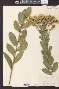 Solidago rigida image