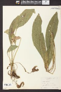 Solidago rigida image