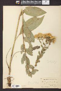 Solidago rigida image