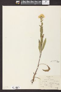 Solidago rigida image