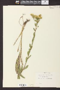 Solidago rigida image