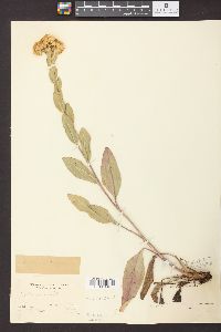 Solidago rigida image